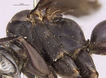 Media type: image;   Entomology 26235 Aspect: thorax lateral